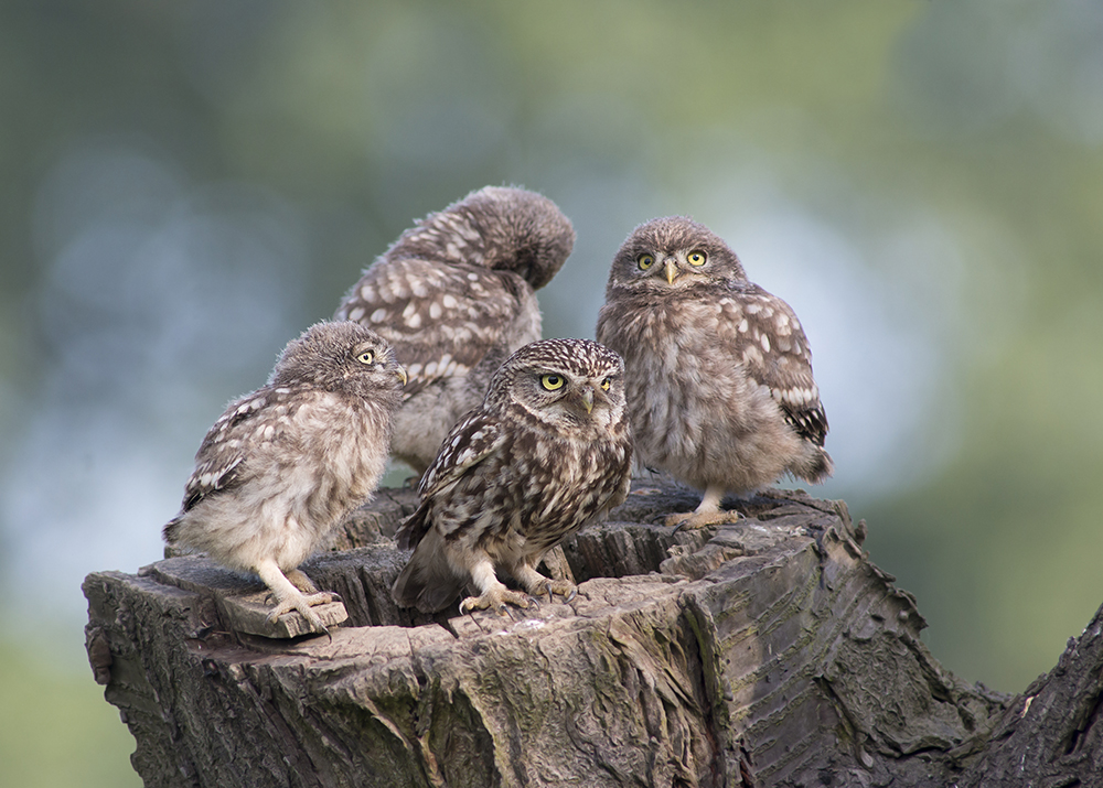 Gruppenbild mit Dame