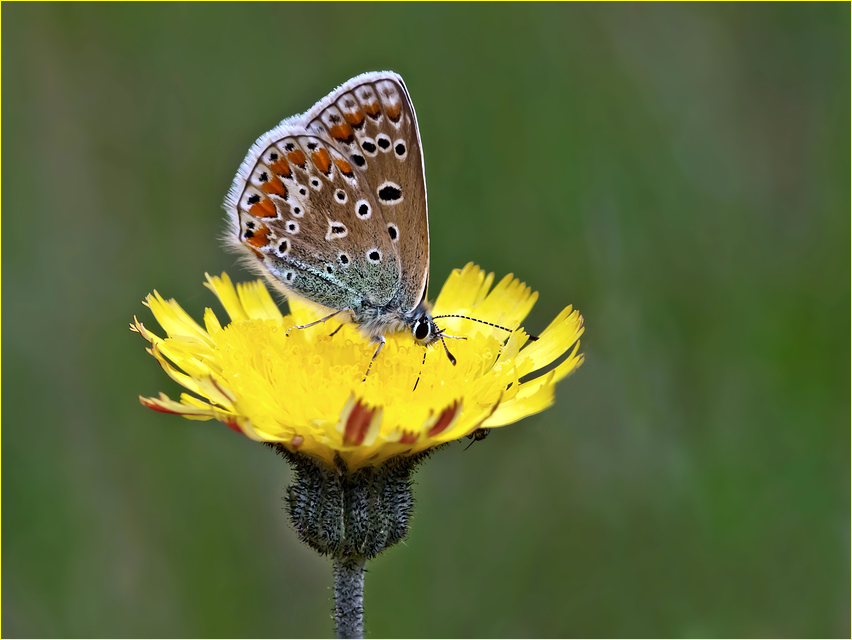 Schönheit der Natur