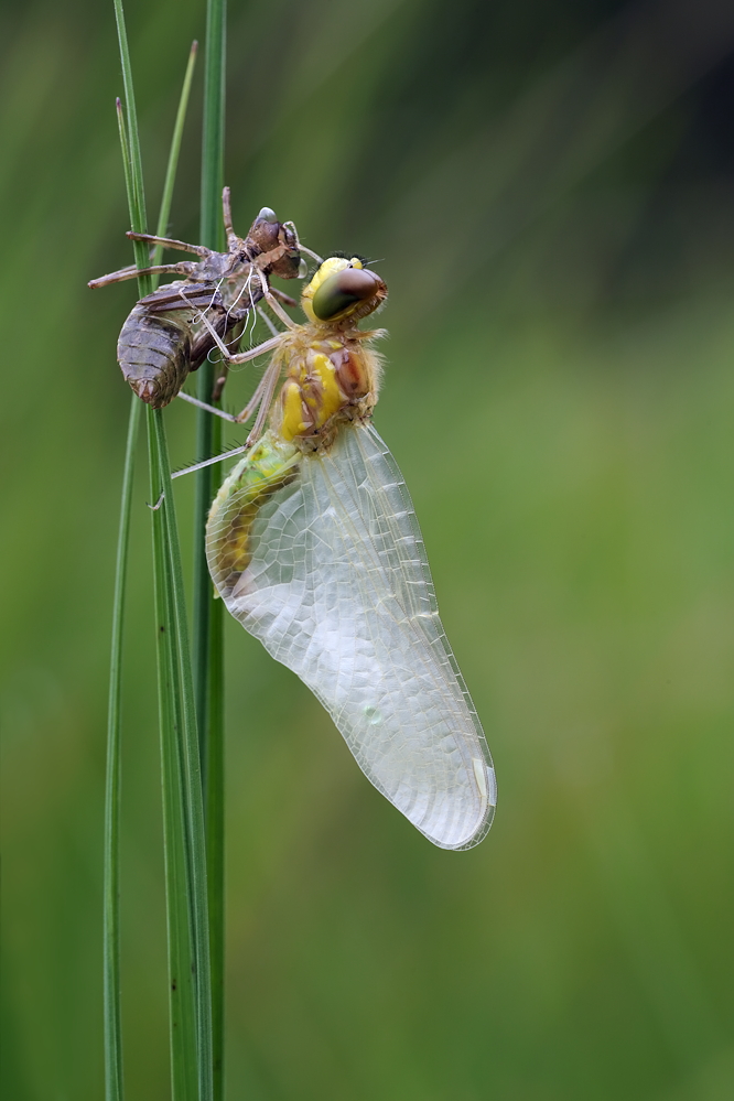 Sympetrum danae – Schwarze Heidelibelle