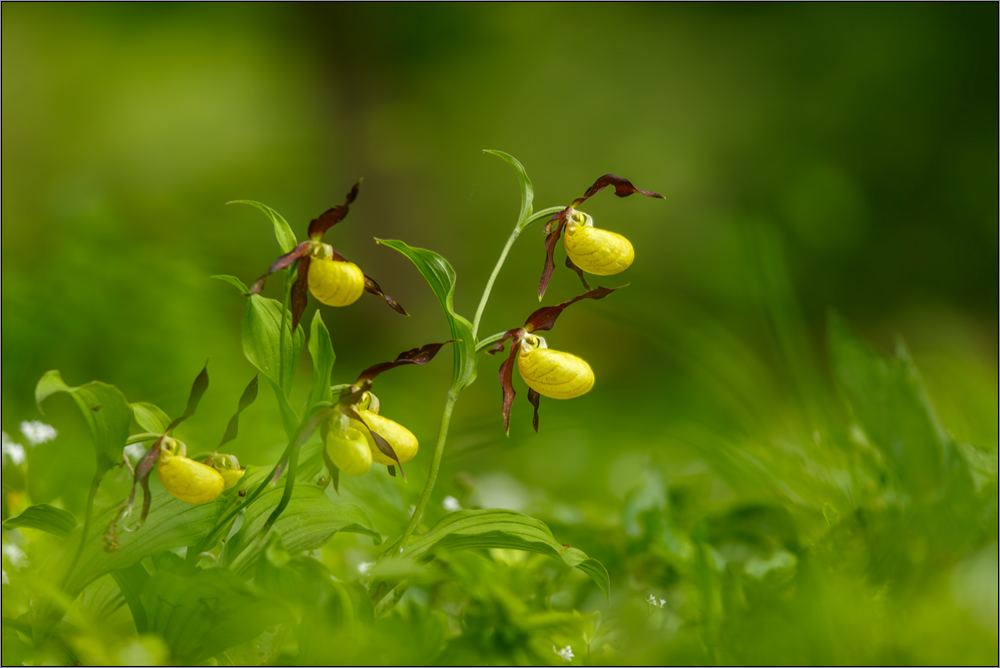 cypripedium calceolus II