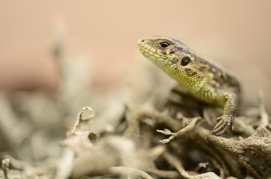 Lacerta agilis agilis