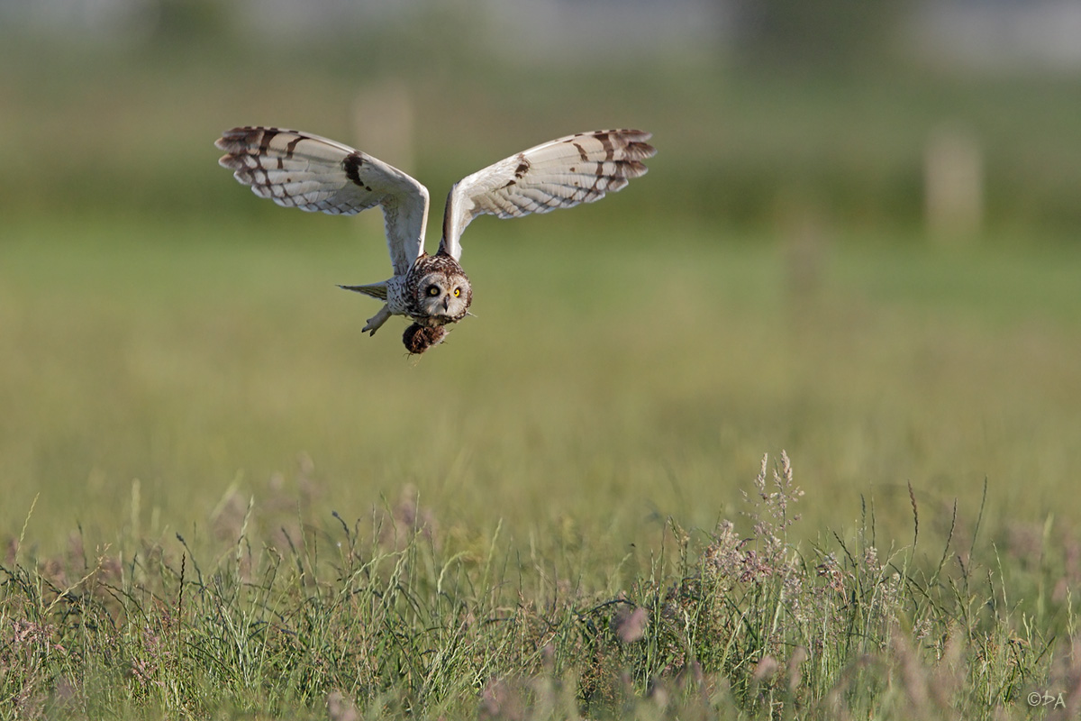 Abflug mit Maus