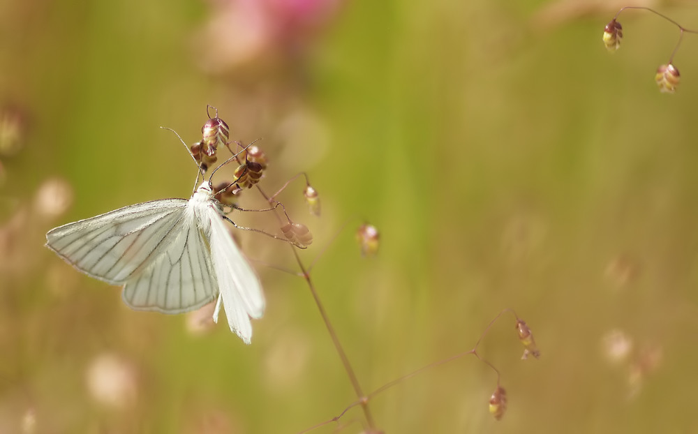 Wiesenfeeling mit Nachtfalter