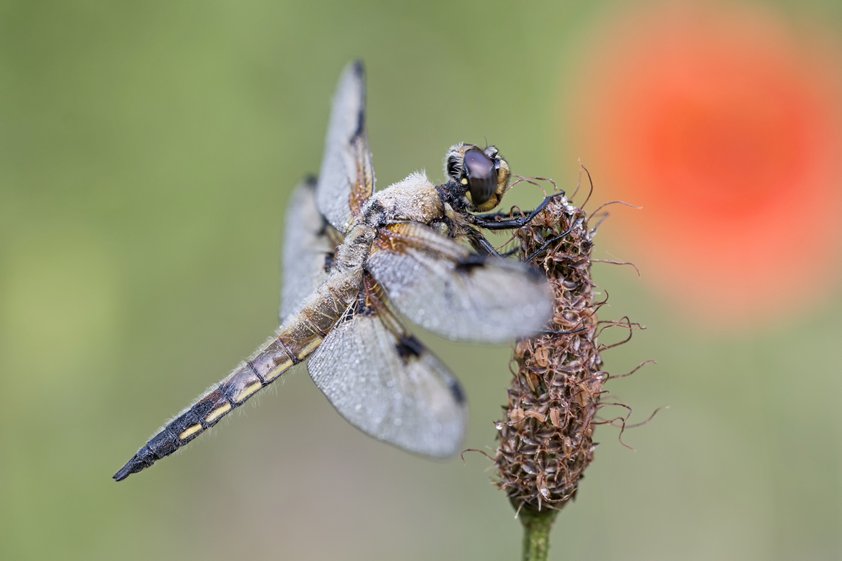 Libellula sol exoritur