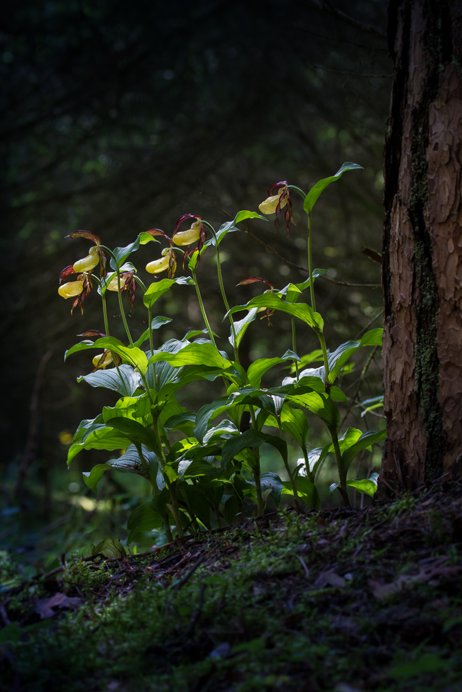 Gelber Frauenschuh (Cypripedium calceolus)