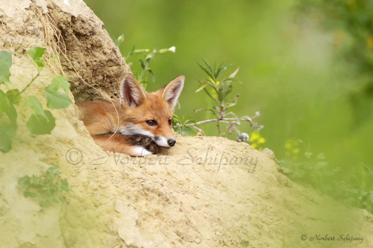 Junger Fuchs
