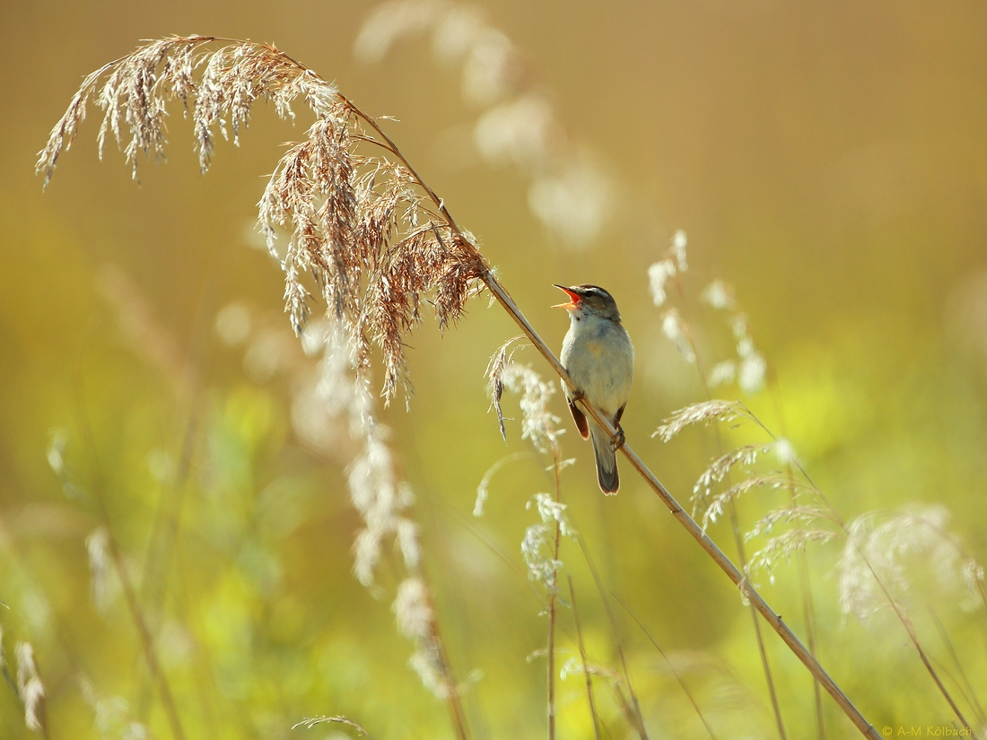 Kleiner Vogel - großer Sänger