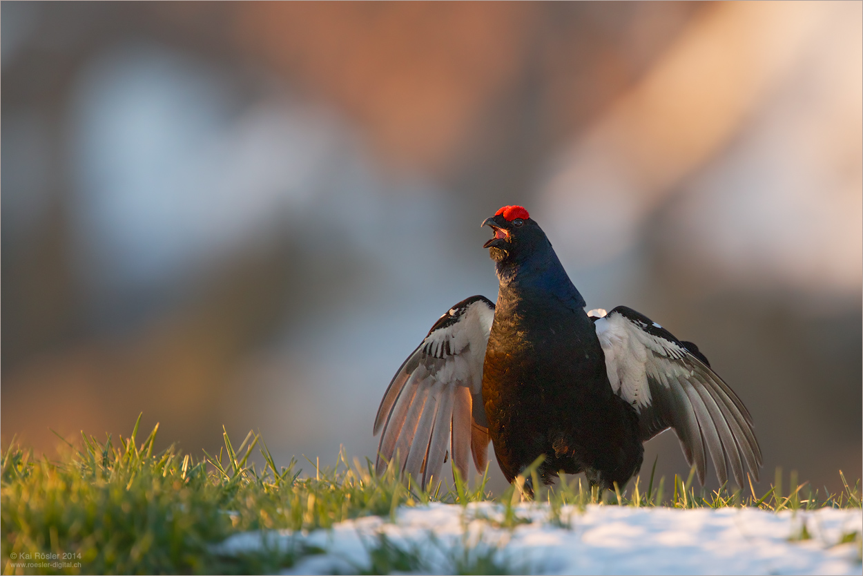 Morgens auf der Alp