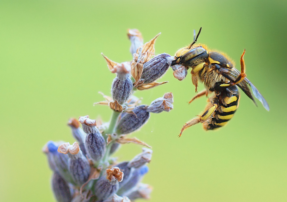 Anthidium florentinum wird wach...