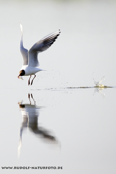 Lachmöwe(Larus ridibundus) beim Fischfang