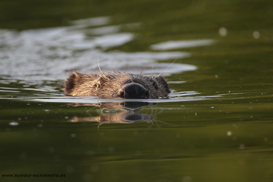 Biber(Castoridae)