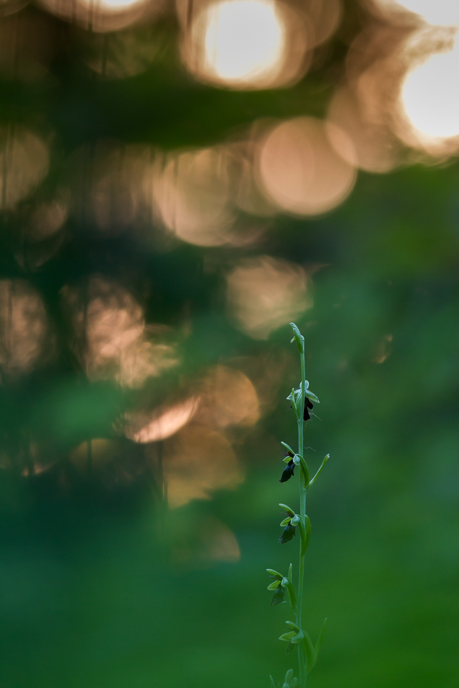 Fliegen-Ragwurz (Ophrys insectifera)