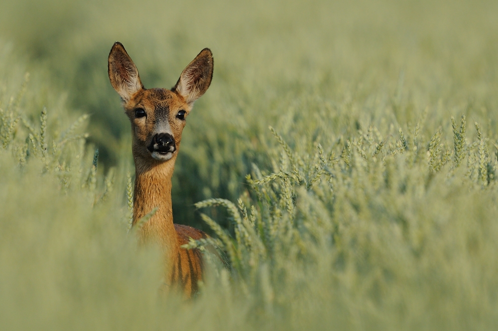 Reh im Kornfeld