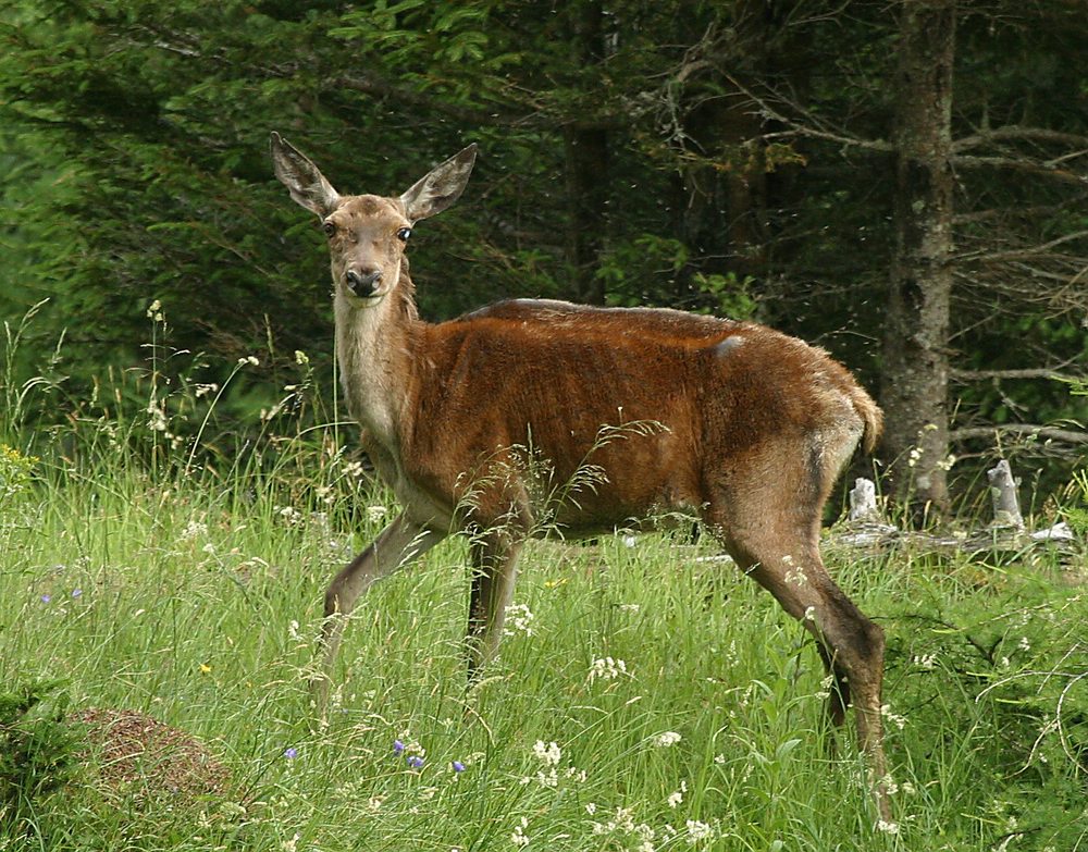 Der letzte Frühling