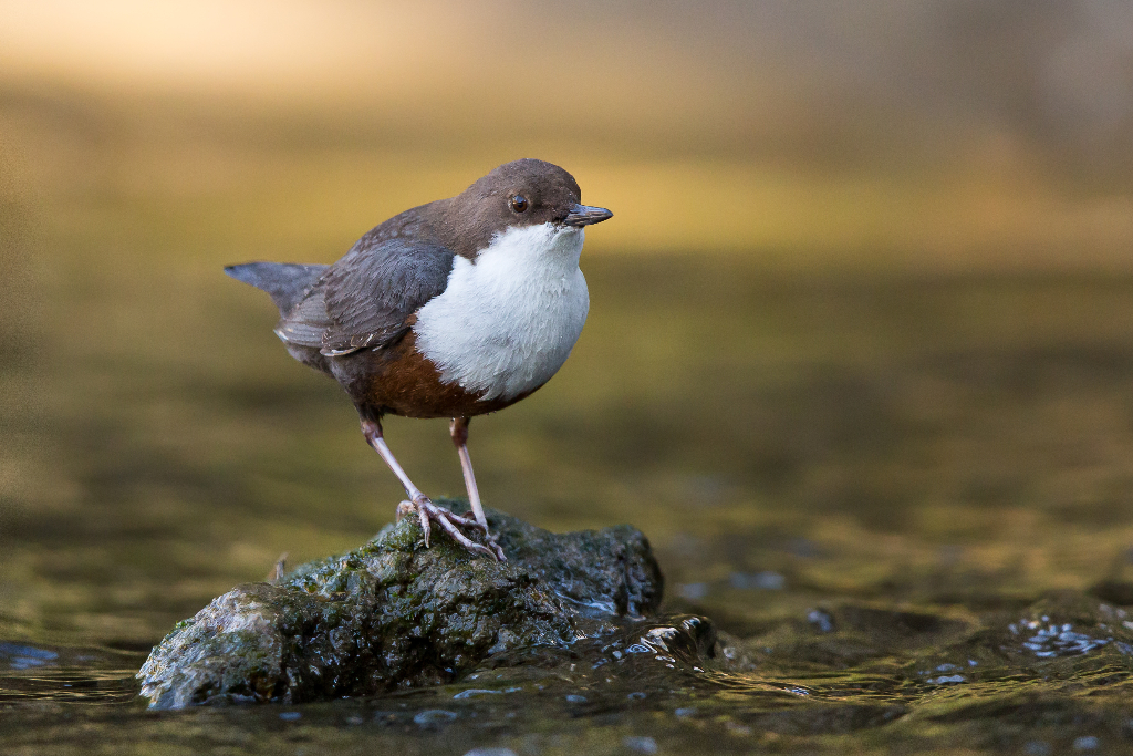 Wasseramsel