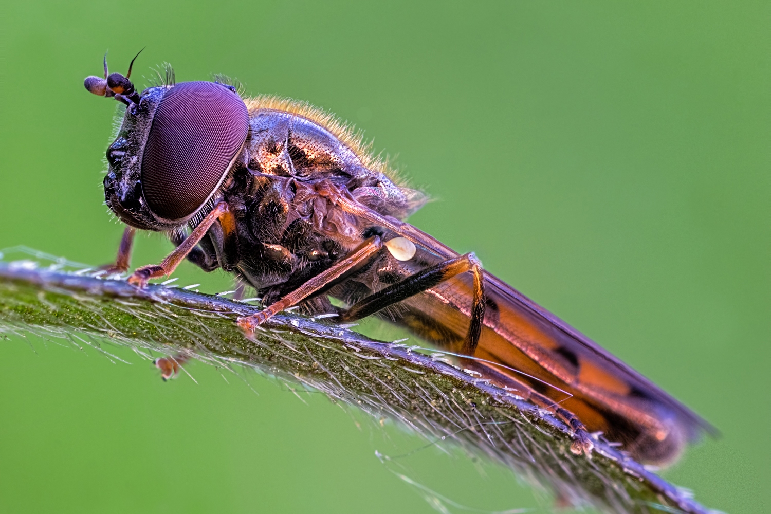 Schwarzstirnschwebfliege