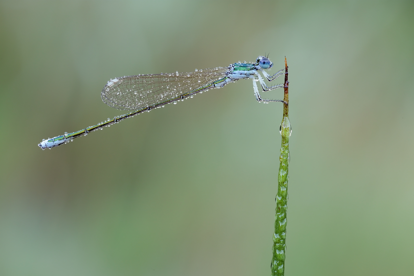 Nehalennia speciosa – Zwerglibelle