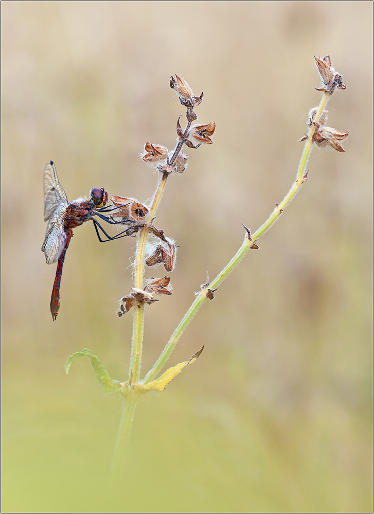 "Sympetrum sanguineum"