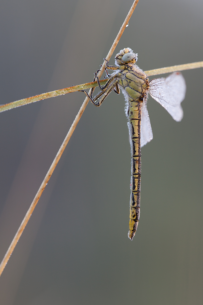 Westliche Keiljungfer (Gomphus pulchellus)