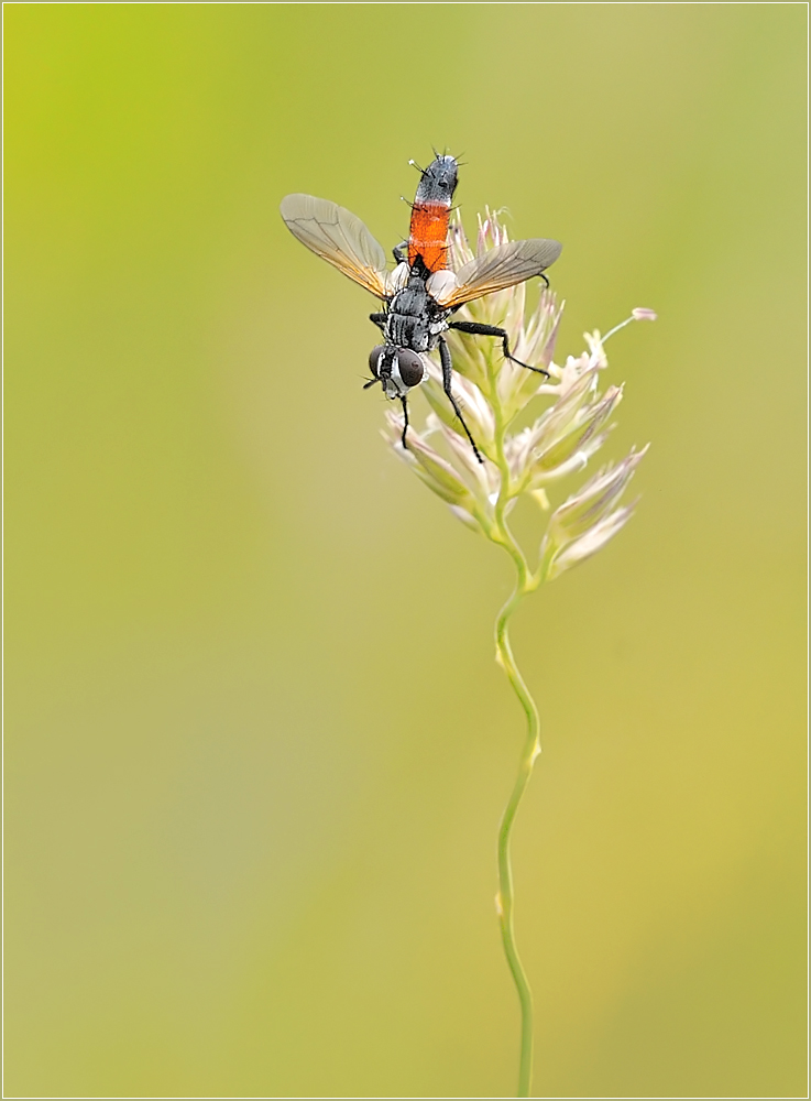 *Cylindromyia bicolor*