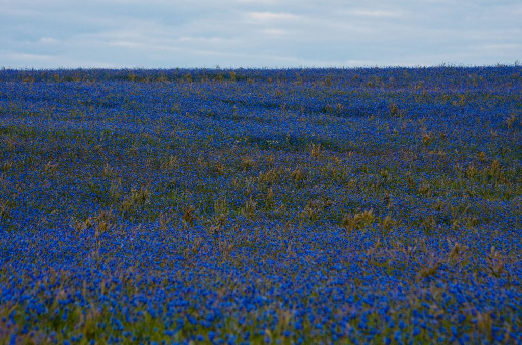 Blauer Morgen am Rand der Schorfheide