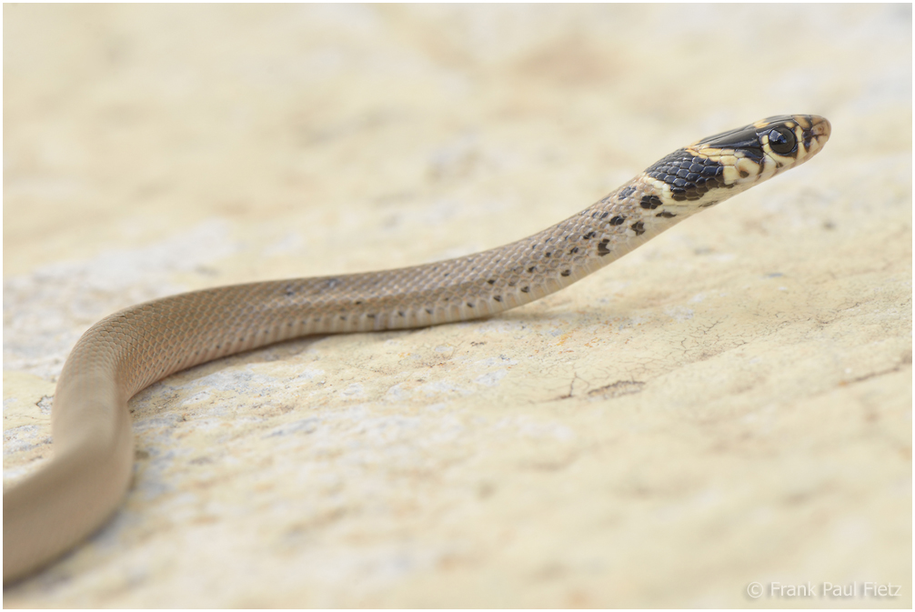 Juvenile Kopfbinden-Zwergnatter (Eirenis modestus)