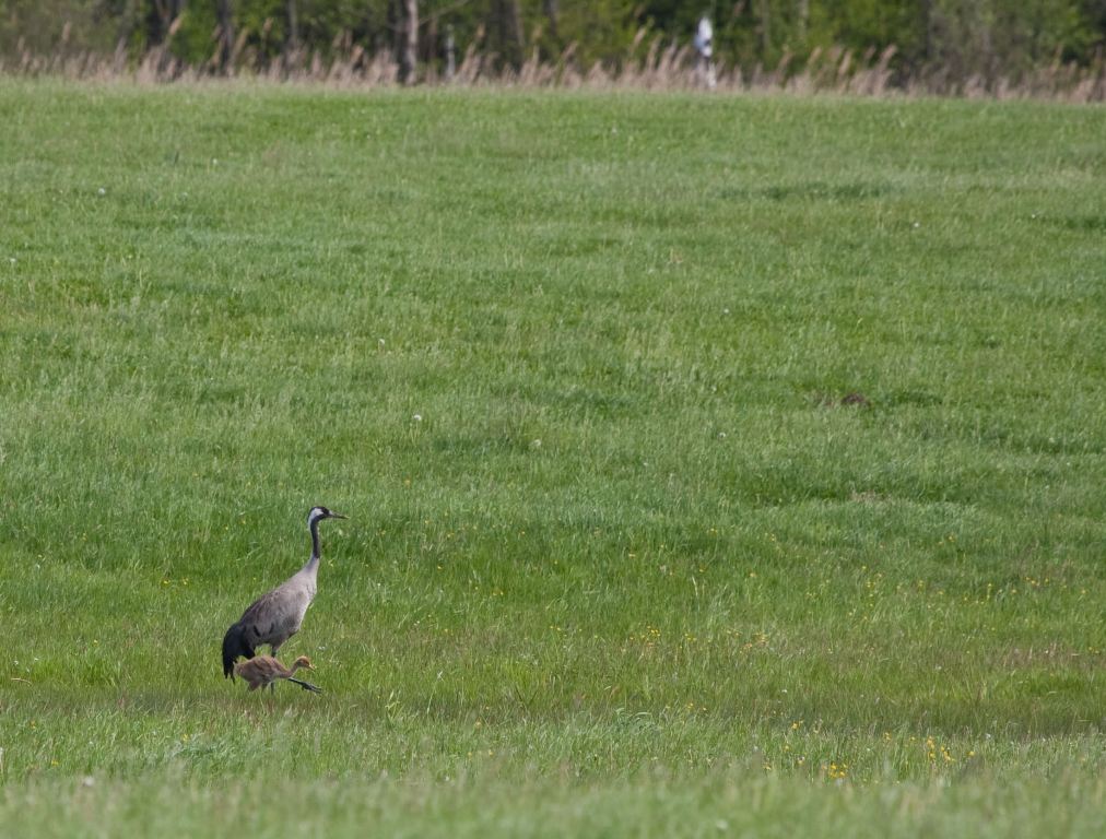 Groß und Klein