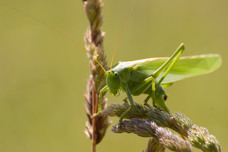 the grasshopper