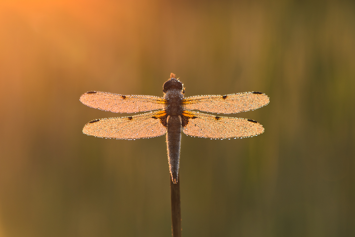 Vierfleck-Libelle im Sonnenaufgang