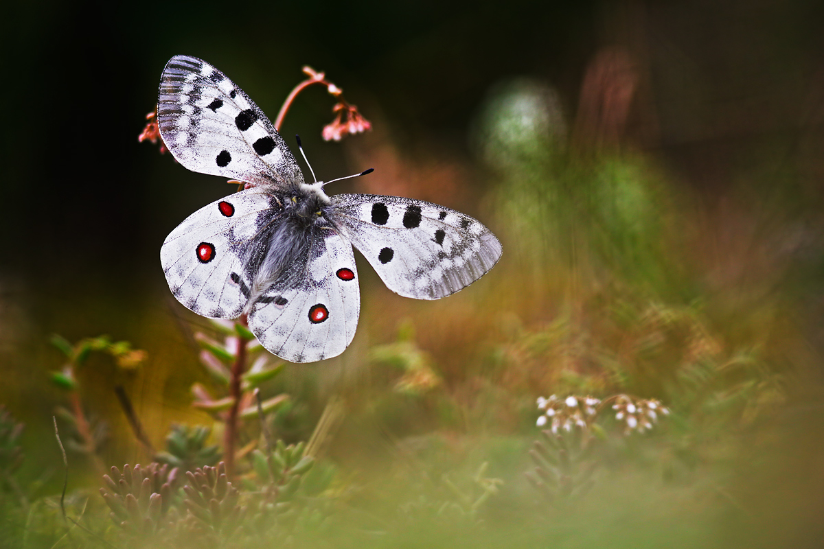 Parnassius apollo