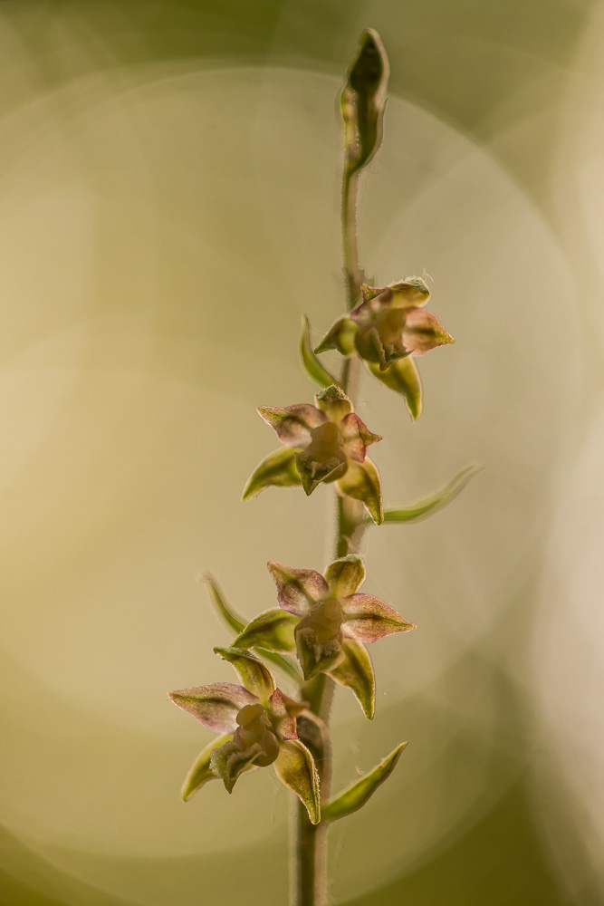 Microphylla II