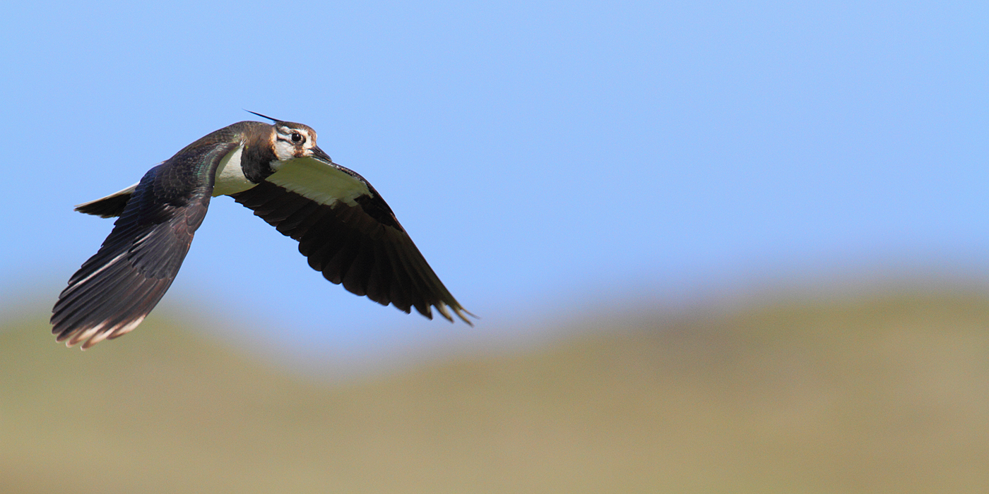 Der Flug des Kiebitz