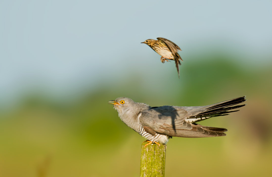 Tandem Wiesen-Kuckuck-Pieper