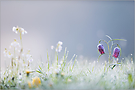 Schachblumen im Raureif