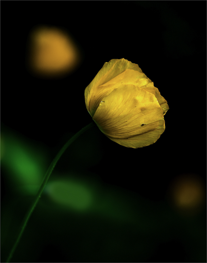 Alpenmohn