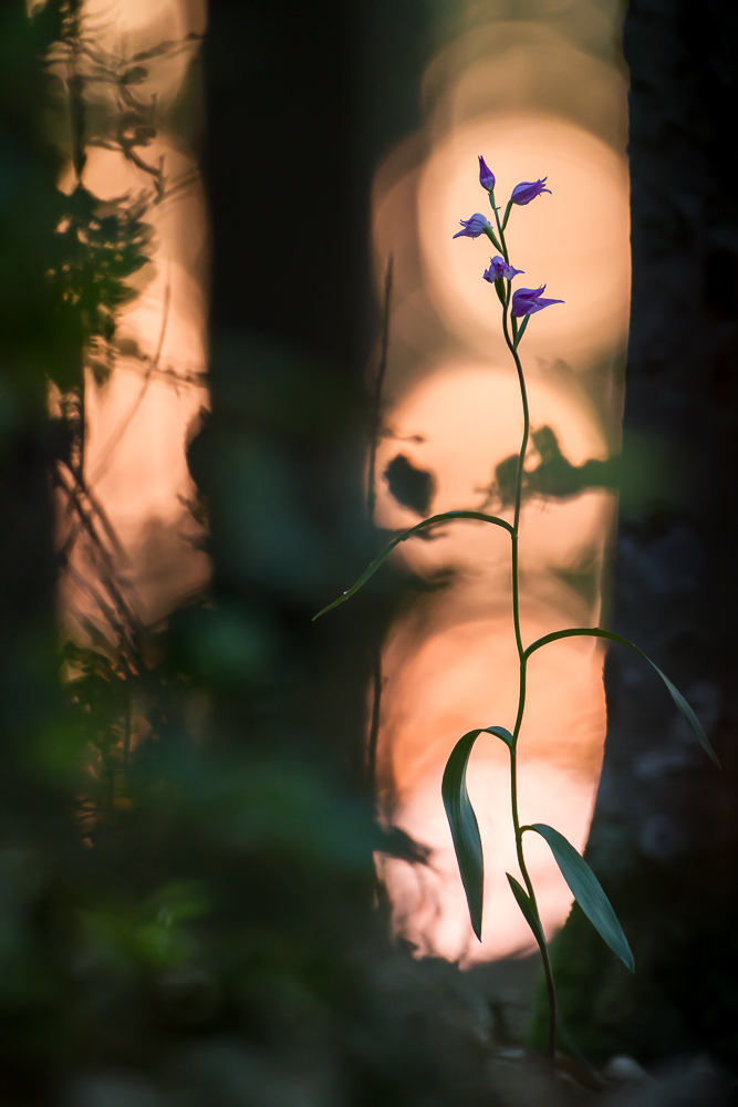 Rote Waldlilie