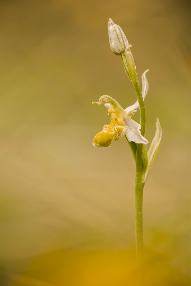 Gelbe Apifera