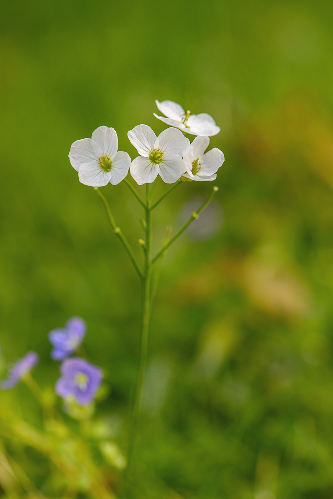 Wiesenschaumkraut