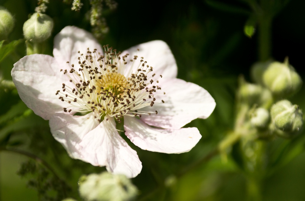 Brombeerblüte