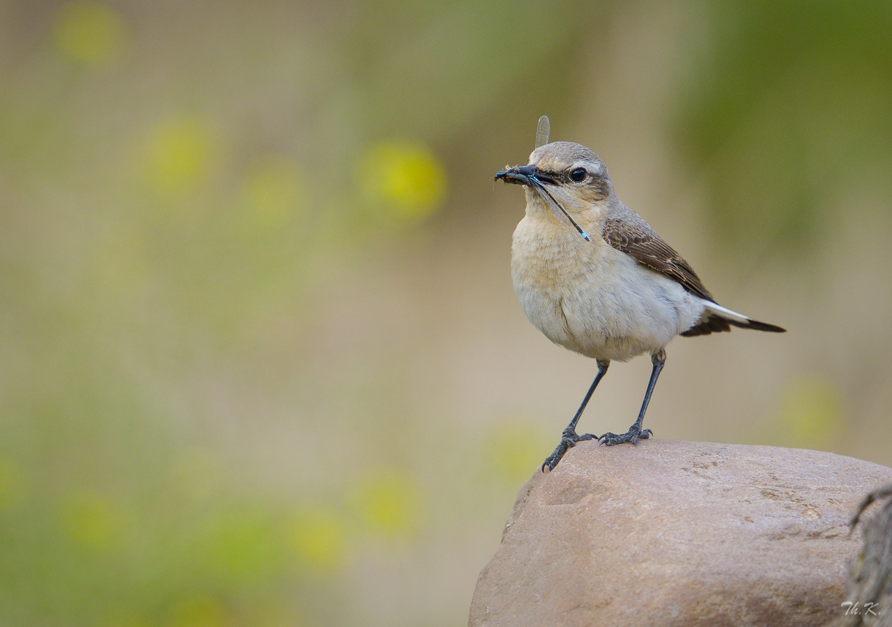 Schade für die Libelle,….