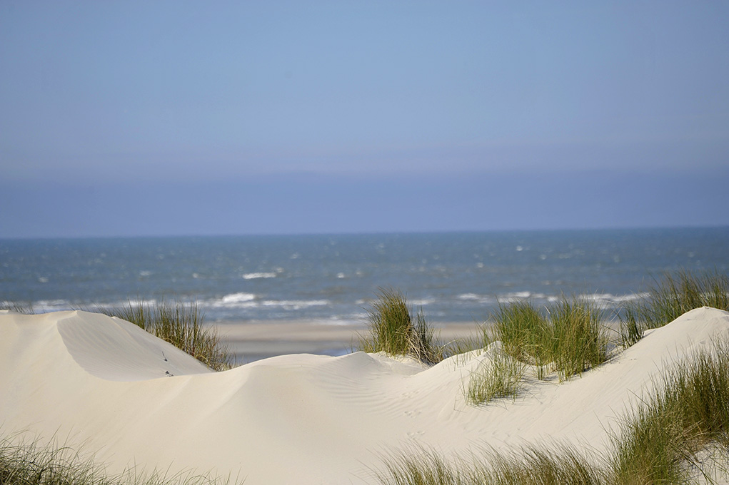 Düne auf Spiekeroog