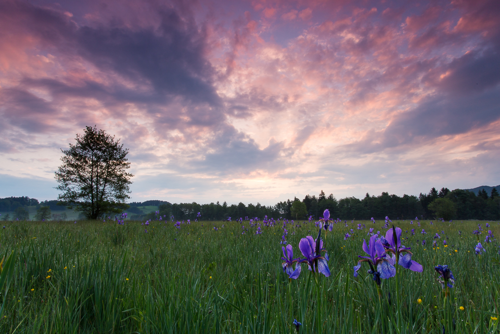 Frühmorgens an der Iriswiese