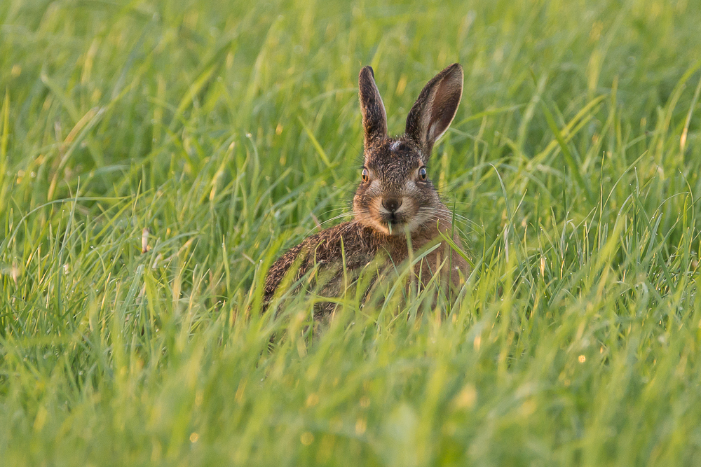 Guckst Du??