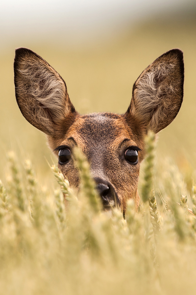 Große Augen