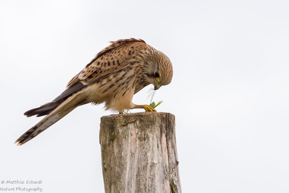 Turmfalke mit Beute