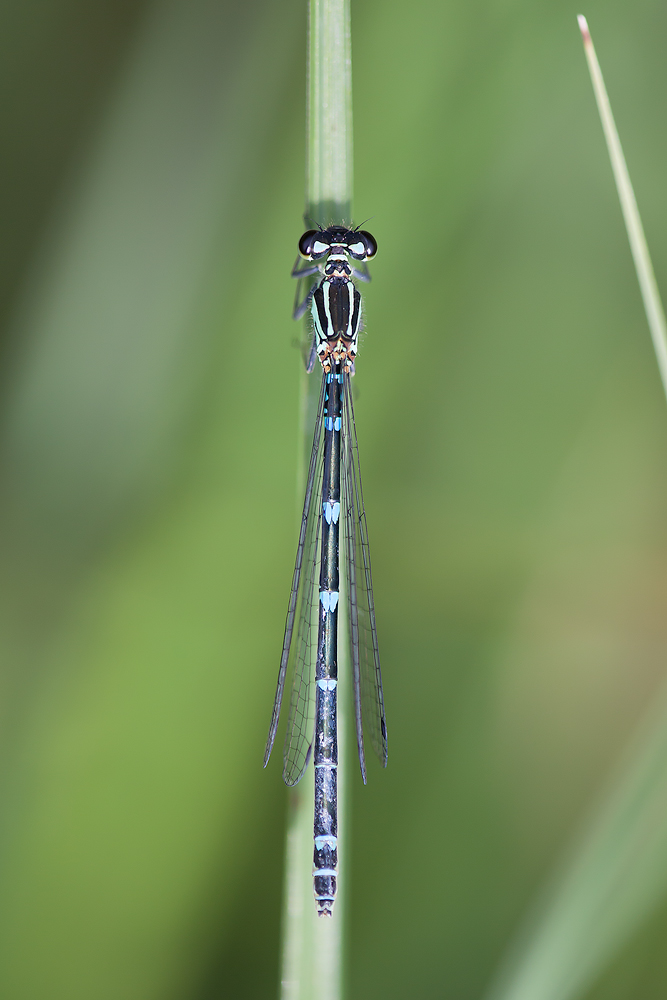 Vogel Azurjungfer