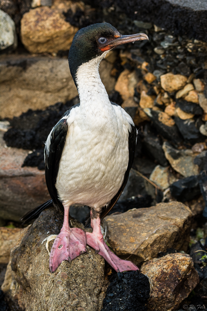 Stewart Island Shag
