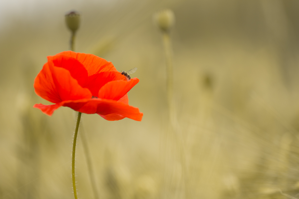 Klatschmohn in der Morgensonne