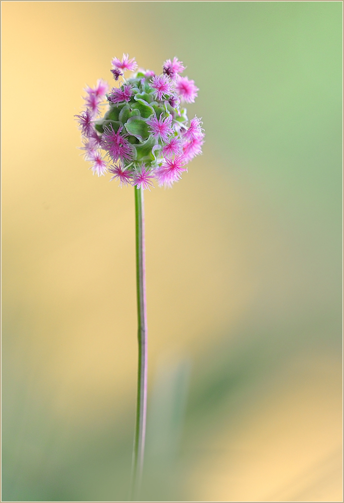 *Kleiner Wiesenknopf*