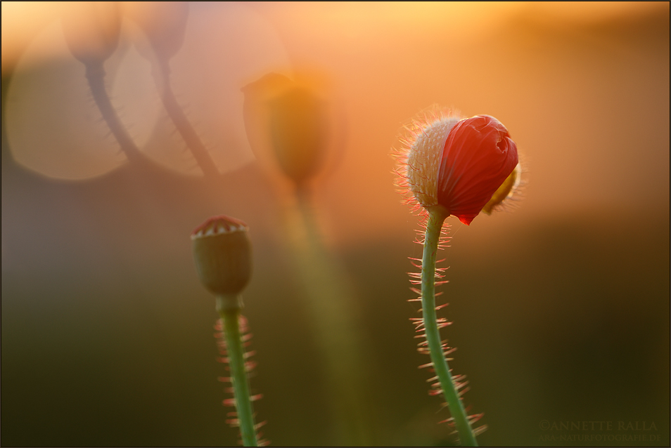 Mohn-Sinfonie